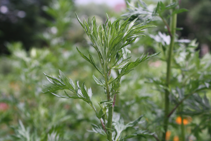 Tinctuur: Bijvoet Ø  - Artemisia vulgaris - 100 ml