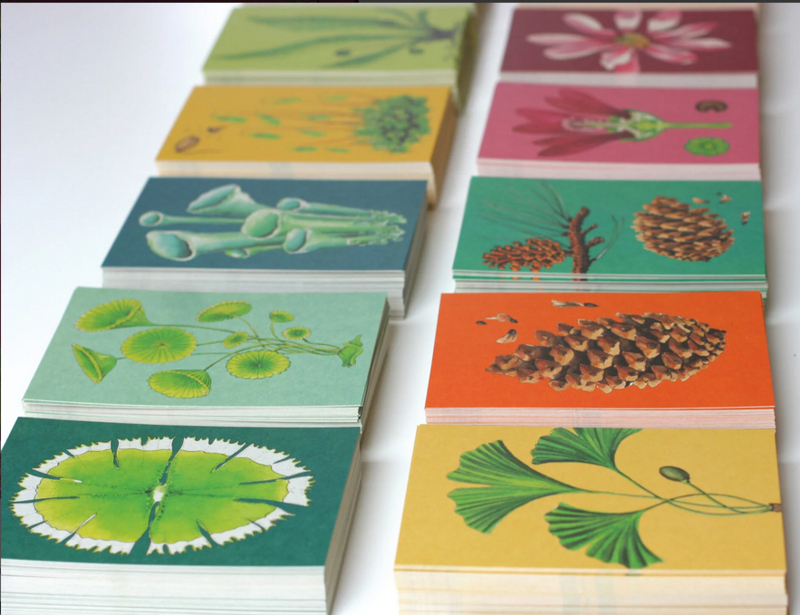 Postkaarten (12x):  evolutie van het plantenrijk