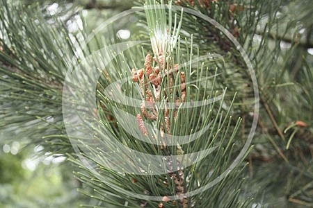 Den, Grove (toppen), "Pinus sylvestris" - 10 gram
