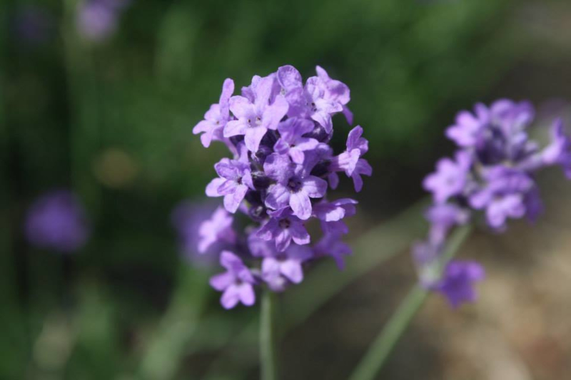 Lavendel (bloem) - Lavendula angustifolia - biologisch 30 gram