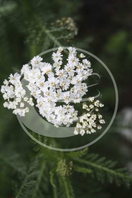 Duizendblad (herba), "Achillea millefolium" - 10 gram - bio