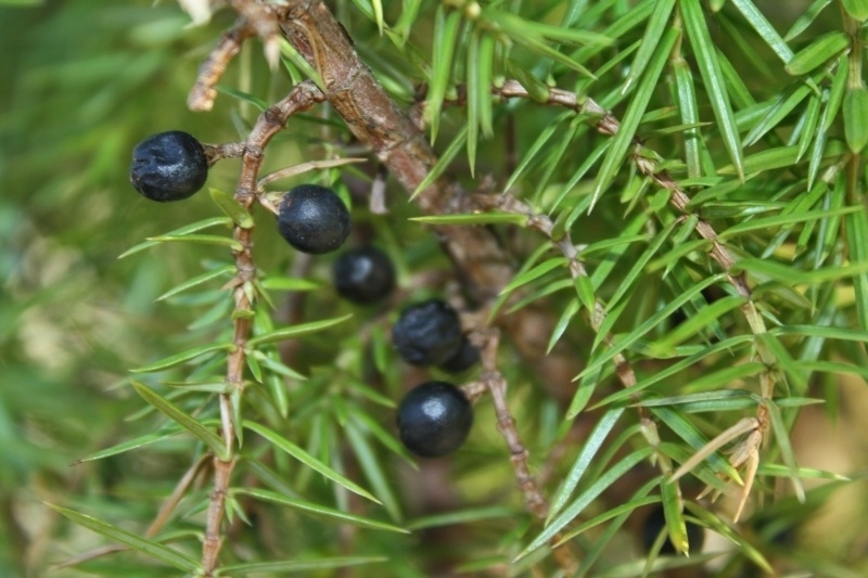 Tinctuur: Jeneverbes Ø - Juniperus communis  - 50 ml