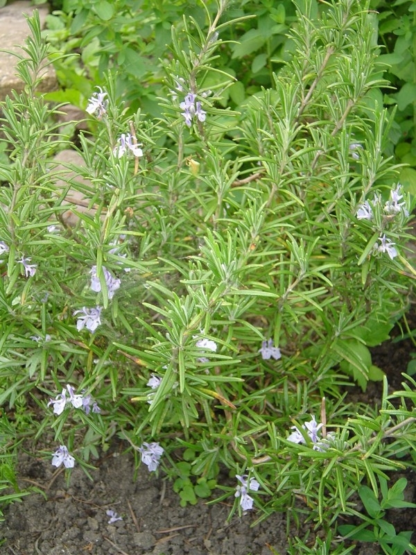 Tinctuur (BIO): Rozemarijn Ø - Salvia rosmarinus - 100 ml