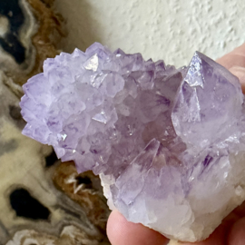 Cactus Amethist cluster