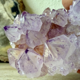 Cactus Amethist cluster