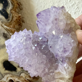 Cactus Amethist cluster