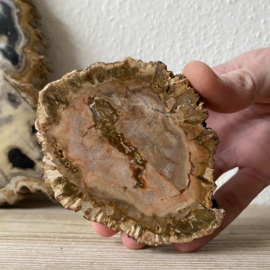 Versteend Hout plak