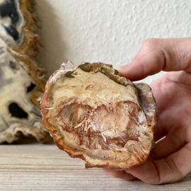 Versteend Hout stronk