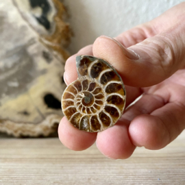 Ammonieten paartje