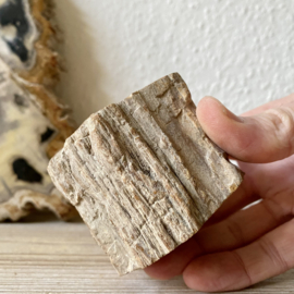 Versteend Hout stronk