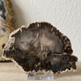 Versteend Hout plak