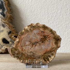 Versteend Hout plak