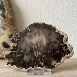 Versteend Hout plak
