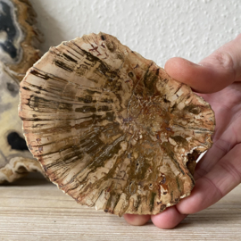Versteend Hout plak