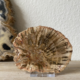 Versteend Hout plak