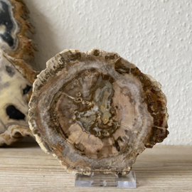 Versteend Hout plak