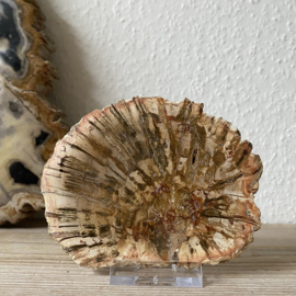 Versteend Hout plak