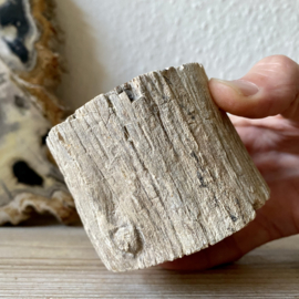 Versteend Hout stronk