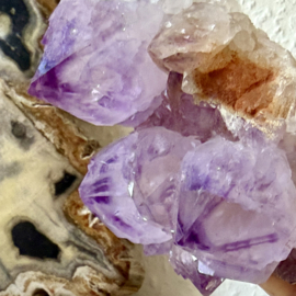 Cactus Amethist cluster