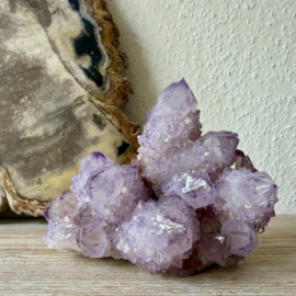 Cactus Amethist cluster