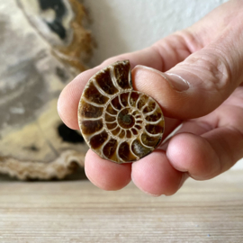 Ammonieten paartje