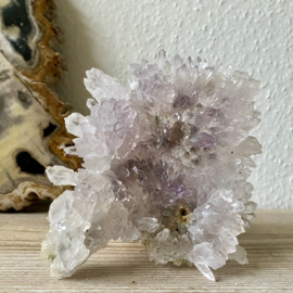 Amethistroos (Collectorsitem)