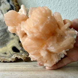 Ruwe Stilbiet op Chalcedoon