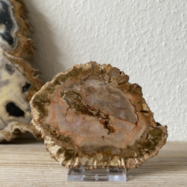 Versteend Hout plak