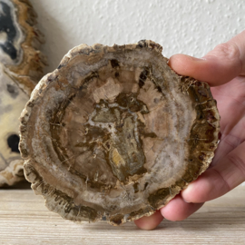 Versteend Hout plak