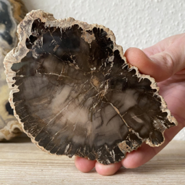 Versteend Hout plak