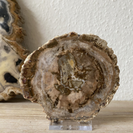Versteend Hout plak