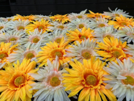 Flowerwall/bloemenpaneel 40x60 gerbera's