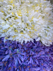 Kunstbloem kliplelie (Nerine) wit 81 cm hoog