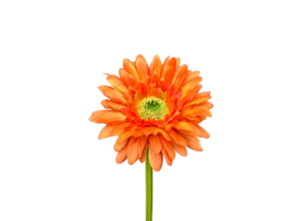 Kunstbloem oranje Gerbera op steel 50 cm