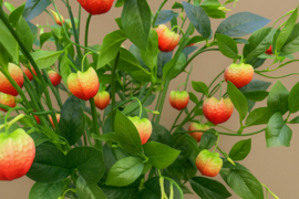 Grote hoge kunsttakken van de lampion plant groen/rood 110 cm