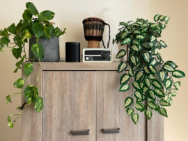 Kunstplant, hangplant dieffenbachia