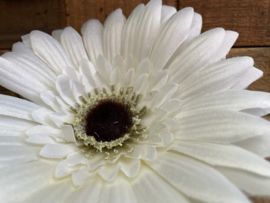 Kunstbloemen gerbera gebroken wit 14 cm