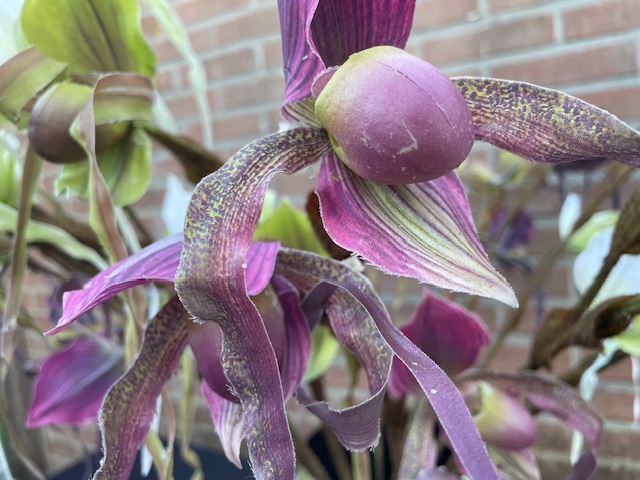 Kunstbloemen orchidee cypripedium hoogte 80 cm