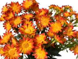 Kunstbloem margriet oranje 54 cm
