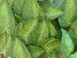 Kunstblad hosta groen met witte nerf 18x12 cm