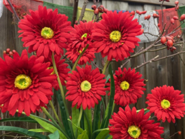 Kunstbloemen gerbera rood tak/boeket met 3 bloemen, hoogte 55 cm