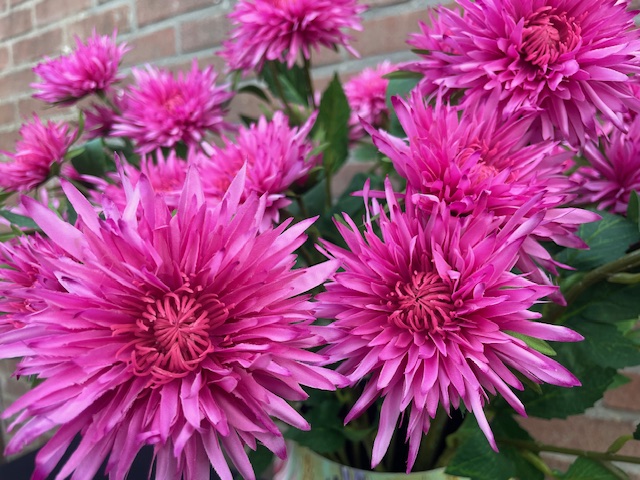 Kunstbloemen roze asters hoogte 70 cm 5 bloemen per tak