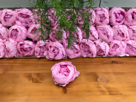 Pioenrozen roze diameter 10 cm