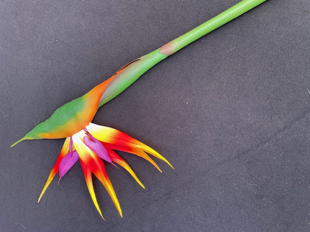 Kunstbloemen strelitzia met brede steel hoogte 94 cm