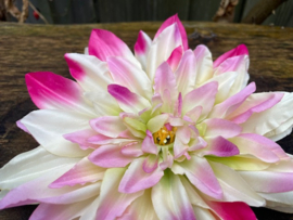 Kunstbloemen dahlia creme/roze diameter 20 cm