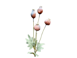 Kunsttak Papaver Bollen – Oranje/ Bruin 64 cm