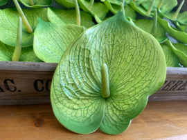 Kunstbloemen anthurium zonder steel groen/creme 17x13.5 cm