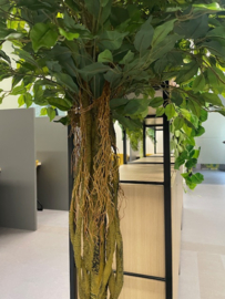 Kunstplant/kunstboom ficus 200 cm hoog