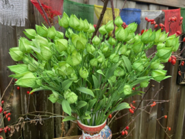 Tak van de lampionplant (physalis) hoogte 61 cm