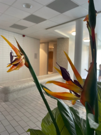 Kunstplanten strelitzia in grote grijze pot zwembad/subtropisch zwembad